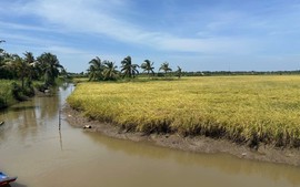 Hướng đi chiến lược của ngành lúa gạo năm 2026