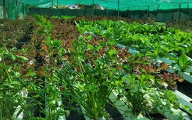 Vụ đông xuân 2025–2026: Vừa lấy nước, vừa chống rét để bảo đảm sản lượng gần 13 triệu tấn lúa