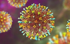 Ứng phó dịch virus Nipah: Nhiều sân bay lớn giám sát y tế như thời COVID-19