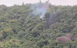 Bộ Quốc phòng thông tin về sự cố máy bay quân sự rơi tại Đắk Lắk