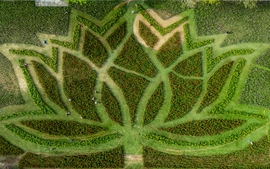 Đóa sen khổng lồ từ hơn 50.000 chậu hoa khoe sắc ở Kinh thành Huế