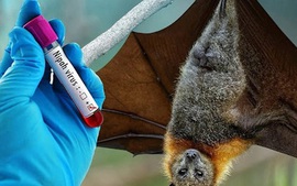 Phòng chống dịch bệnh do virus Nipah ngay tại các cửa khẩu