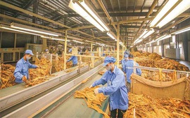 Hạn ngạch thuế quan nhập khẩu thuốc lá nguyên liệu năm 2026