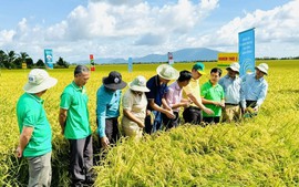 An Giang tạo dấu ấn trong thực hiện Đề án 1 triệu hecta lúa chất lượng cao, phát thải thấp