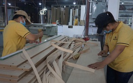 Hơn 280.000 ha rừng được trồng mới trong năm 2025