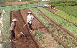 Con sản xuất nông nghiệp trên đất của bố mẹ, có được hỗ trợ chuyển đổi nghề?