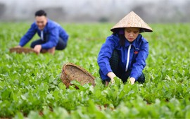 Cơ chế phát triển sản xuất liên kết theo chuỗi giá trị