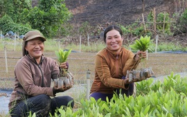 Công bố bản đồ ranh giới rừng: Cơ sở dữ liệu hỗ trợ doanh nghiệp đáp ứng quy định EUDR