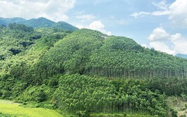 Xây dựng ngành lâm nghiệp đa giá trị, phát triển bền vững