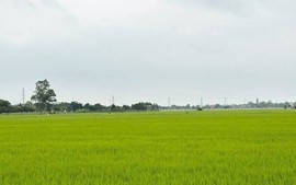 Thu hồi ruộng đứng tên chồng, vợ có được hỗ trợ chuyển đổi nghề?
