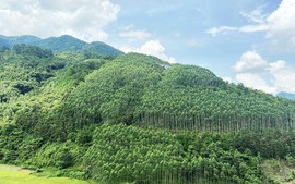Điều chỉnh Quy hoạch lâm nghiệp theo hướng hiện đại, bền vững