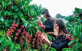 Cà phê Việt chủ động hợp tác, đưa thương hiệu ra thế giới