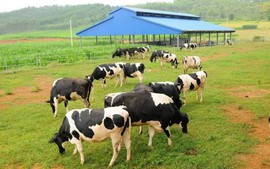 Xây trại chăn nuôi trên đất trồng cây có phải xin phép?