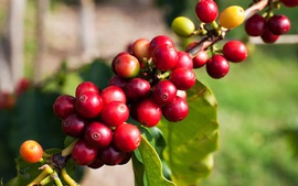 Khoảng lặng trước bước chuyển mình lịch sử của ngành cà phê toàn cầu