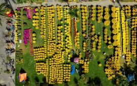 Nhộn nhịp chợ hoa Xuân ở Cố đô Huế