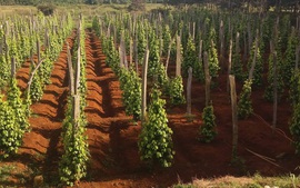 Phát triển nông nghiệp xanh tạo thương hiệu sản phẩm trên thị trường thế giới