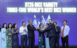 ST25 – Hạt gạo Việt Nam 3 lần chinh phục 'ngôi vương' thế giới