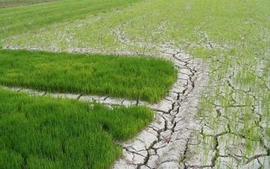 Chủ động ứng phó xâm nhập mặn ở ĐBSCL và hạn hán, cháy rừng ở khu vực Nam Trung Bộ và Đông Nam Bộ