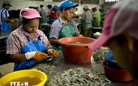 Thái Lan gia hạn làm giấy phép làm việc cho lao động Việt Nam