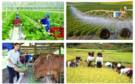 Đề xuất nâng mức hỗ trợ bảo hiểm nông nghiệp