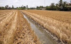 Chủ động ứng phó xâm nhập mặn, hạn hán và cháy rừng tại các tỉnh phía Nam