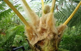 Công bố hạn ngạch xuất khẩu quốc tế đối với các loài Cẩu tích, Ráng gỗ năm 2026