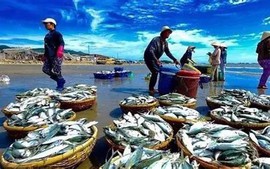 Cơ hội bứt phá xuất khẩu thủy sản 2026