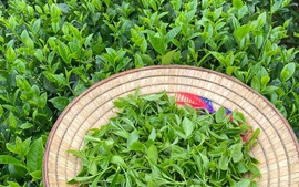 Xuất khẩu chè: Nâng chuẩn chất lượng, kiến tạo giá trị