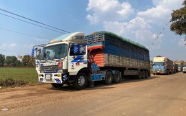 Thủ tướng chỉ đạo tháo gỡ vướng mắc trong triển khai Nghị định 46/2026/NĐ-CP về an toàn thực phẩm