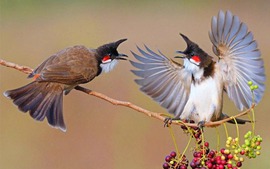 Nuôi, gây nuôi chim cảnh: Những quy định cần biết