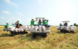 Đảm bảo việc điều hành sản xuất và tiêu thụ lúa gạo trong tình hình mới