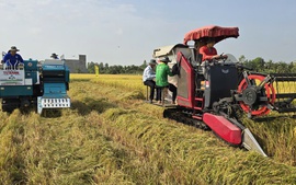 Công nghệ mới cho lúa chất lượng cao, phát thải thấp: Bước tiến cho 'Gạo Việt xanh'