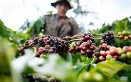 Kêu gọi doanh nghiệp chia sẻ khó khăn với nông dân trước biến động toàn cầu