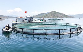 Quy định mức thu tiền sử dụng khu vực biển