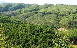 Có phải làm đường ô tô khi xin cấp Giấy chứng nhận đất rừng?