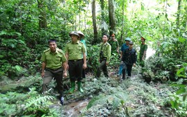 Kiểm lâm chuyển sang Lực lượng bảo vệ rừng, tính phụ cấp thâm niên thế nào?