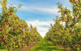 Chuyển mục đích sử dụng đất có phải đăng ký kế hoạch hằng năm?