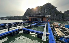 Nuôi trồng thủy sản tạo chuỗi liên kết xanh