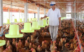 Chính sách thuế với hộ kinh doanh chăn nuôi gia công