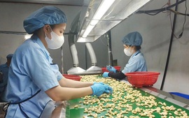 Nông sản xuất khẩu: Chủ động trước 'cú sốc' Trung Đông