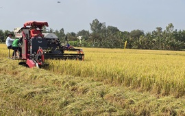 Tái tổ chức chuỗi sản xuất để lúa gạo 'được mùa, được cả giá'