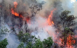 Nắng nóng kéo dài, tăng cường ứng phó nguy cơ cháy rừng