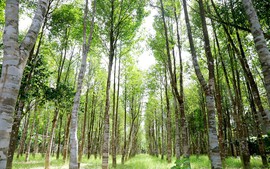 Thủ tục cấp mã số cơ sở trồng thực vật thuộc Phụ lục CITES