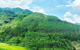 Điều chỉnh Quy hoạch lâm nghiệp quốc gia thời kỳ 2021 - 2030, tầm nhìn đến năm 2050