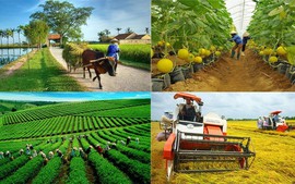 Tổ hợp tác đáp ứng các tiêu chí quy định có thể hưởng chính sách hỗ trợ như hợp tác xã