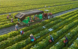 Xác định thời hạn sử dụng đất nông nghiệp thế nào?
