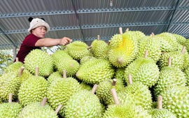 Gỡ "nút thắt" kiểm nghiệm, tổ chức lại chuỗi giá trị sầu riêng bền vững