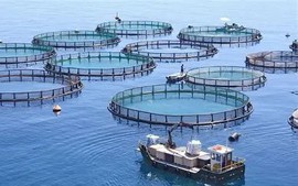 Xuất khẩu thủy sản: Từ phục hồi đến nâng cao giá trị