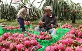 Mã số vùng trồng: Quản trị minh bạch nông sản Việt