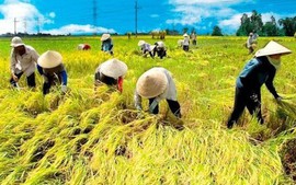 Nâng tầm hạt gạo Thủ đô từ xây dựng mô hình khuyến nông an toàn, hiện đại